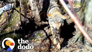 Mama Wolf Rescues Her Babies One By One From Flooded Den | The Dodo by The Dodo