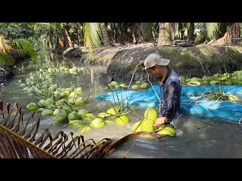 From the Tree to the Consumer! Amazing Coconut Cutting Skills - Thai Street Food