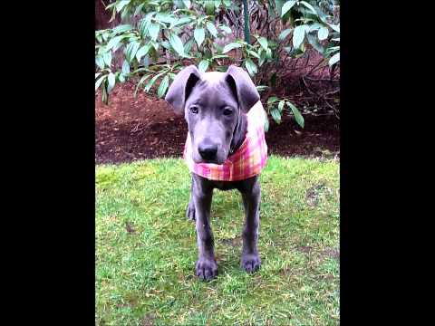 Bhoomi Great Dane Photos