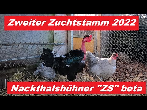 Der zweite Zuchtstamm für 2022 ! Nackthalshühner Gruppe beta
