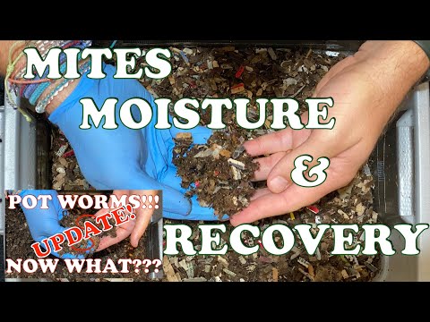 Pot Worms in Check Now Mites Cycle In My Worm Bin + Time Lapse | Vermicompost Worm Farm