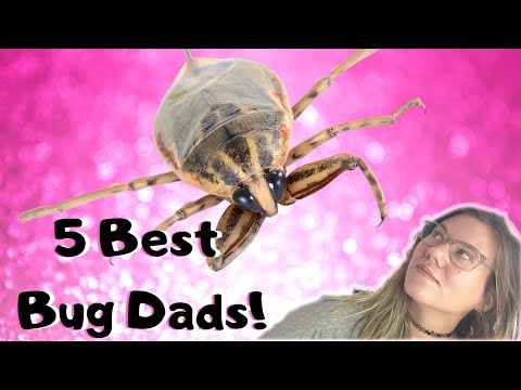 Bug Scientist Explains: 5 Best Bug Dads!