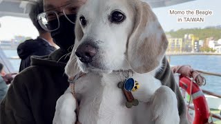 フェリーに乗って駁二アートセンターに行ってきたビーグル犬モモ