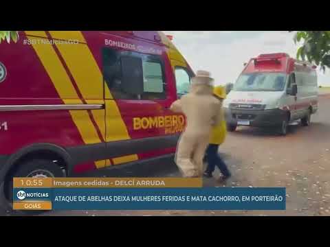 Ataque de abelhas deixa mulheres feridas em Porteirão