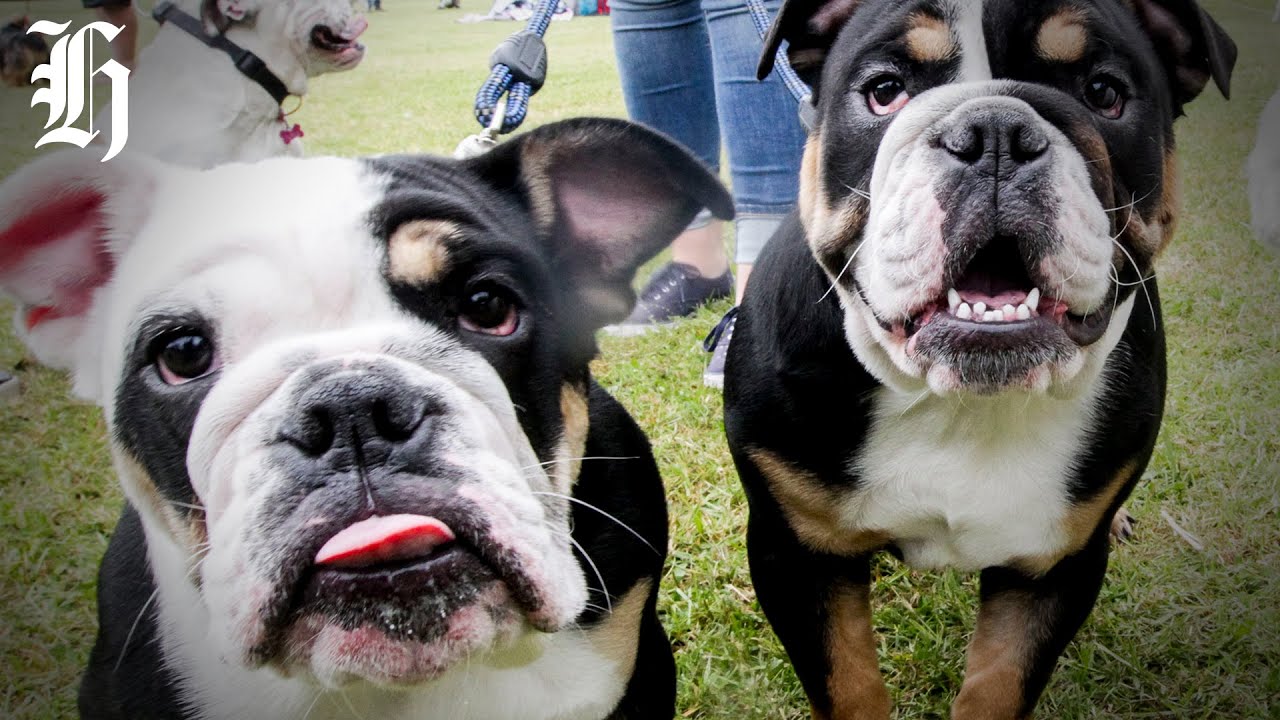 New app lets doggies meetup to socialise | Herald NOW