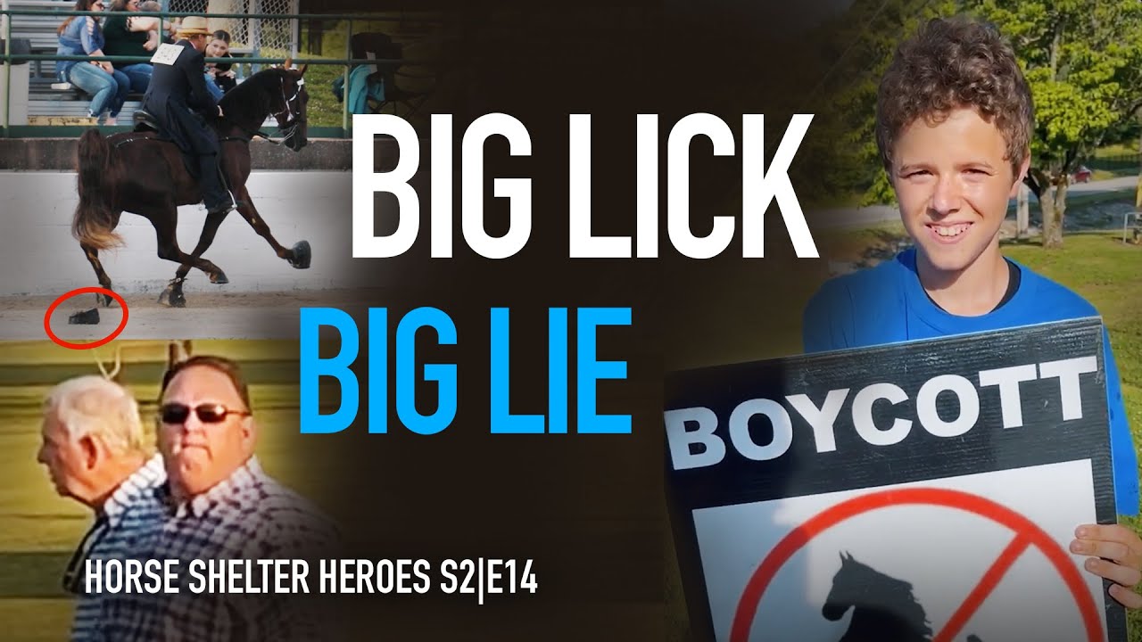 Big Lick Tennessee Walking Horse and Equine Rescue An Interview