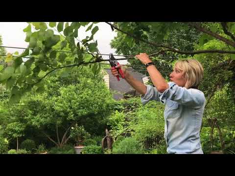 Redbud Tree Pruning