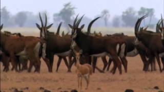 Africa's Lost Eden Trailer