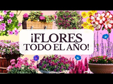 22 Plantas que FLORECEN TODO EL AÑO sin mucho cuidado| Jardín colorido #plantas #flores