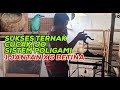 PETERNAK SUKSES CUCAK IJO DARI BLITAR DENGAN SISTEM POLIGAMI 1 JANTAN 5 BETINA PANEN TERUS