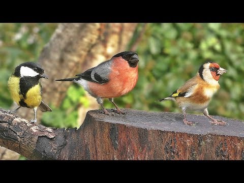 Relaxing TV for Dogs : Garden Birds in The Gentle Rain ✅