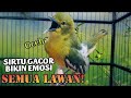 Teriakan Keras Sirtu Ini Apuh Bikin EMOSI Lawan Sirtu Gacor Memangil Lawan