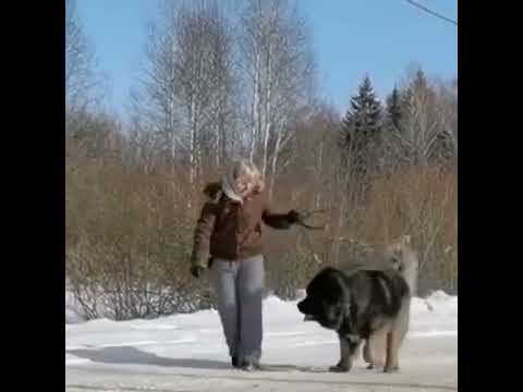 ISHTER IZ STAI VOLKOV - video 1