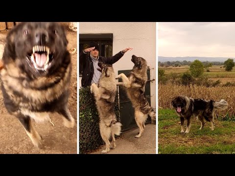 Sarplaninac - The Perfect Temperament for a Shepherd?