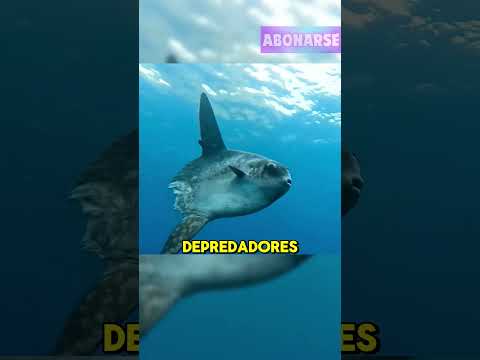¿Por qué este pez es tan perezoso? 😲🐟