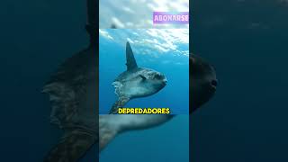 ¿Por qué este pez es tan perezoso? 😲🐟