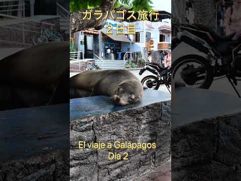ガラパゴス旅行-2日目- El viaje a Galápagos día 2