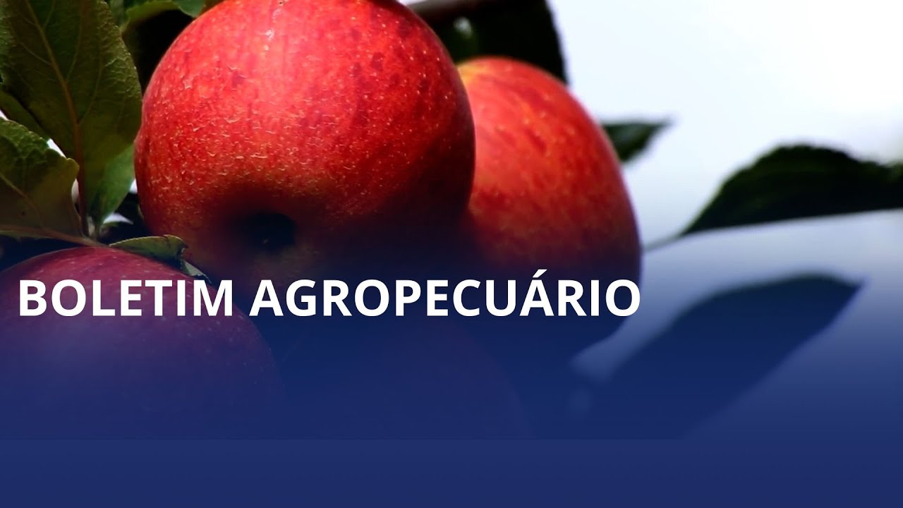 Maçã tem recuperação nos preços e produção de leite cresce 3%