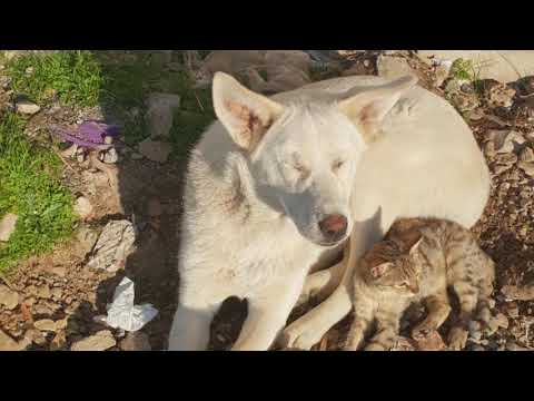Dogs & Cat Friendships