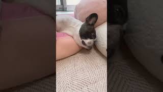 クッションでダメにされてます（笑）#shorts 　　　　　　　　　　　　　　　　　　　　　　　　"I'm being ruined by cushions "