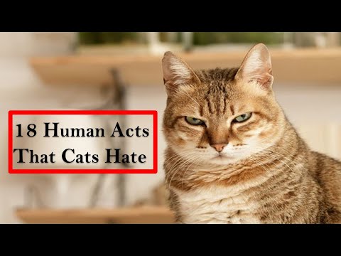 18 Human Acts that Cats Hate