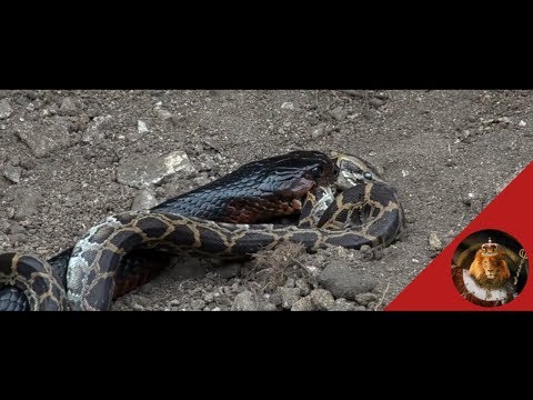 Indigo Snake Vs Python Snake Real Fight Caught On Camera