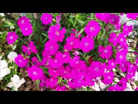 SDA Hymn No. 162 | Essuubi Lya Ssanyu | Christian Music | Enyimba za Kristo | Mike Jakira