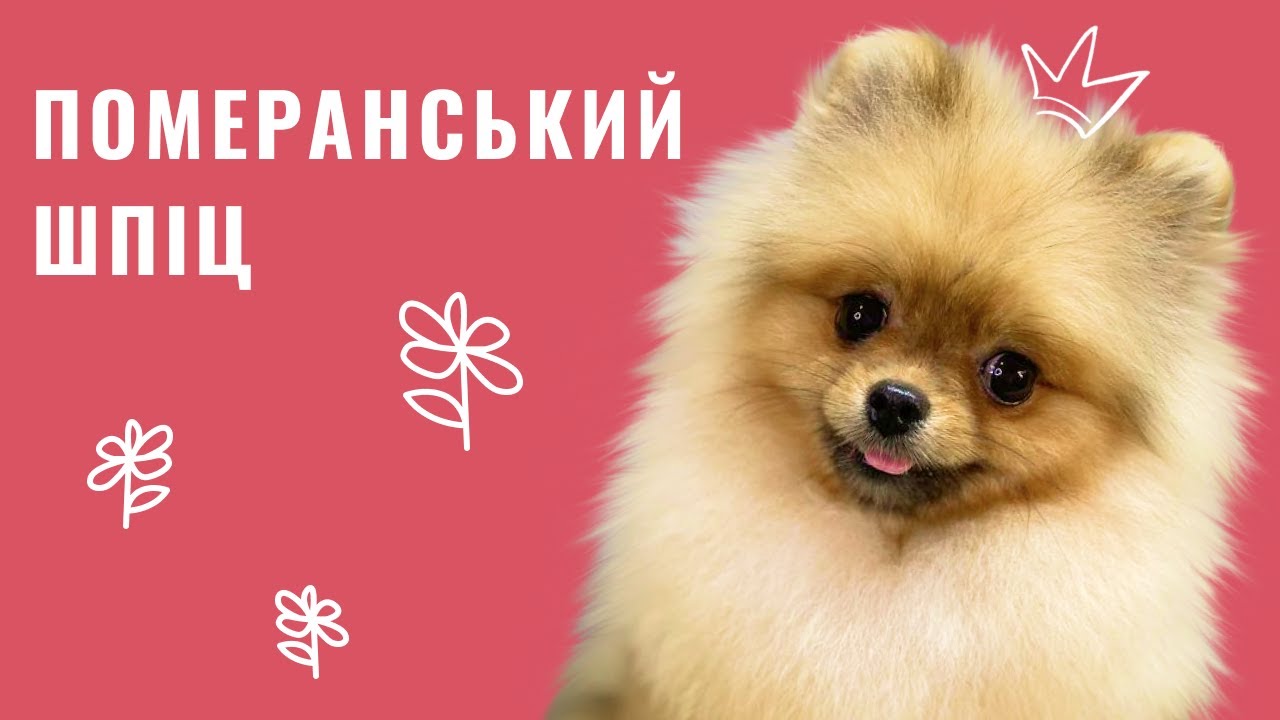 YouTube video preview