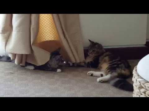 Wondercoons Maine Coon Kitten, Syla & Tatyana with a Mix BSH Poppito playing together.