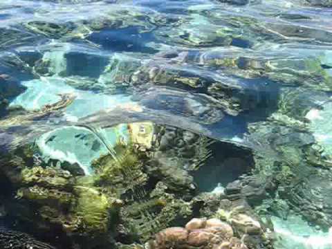 Tahiti Moorea - Lagoonarium-ul de la Motu Ahi (1)