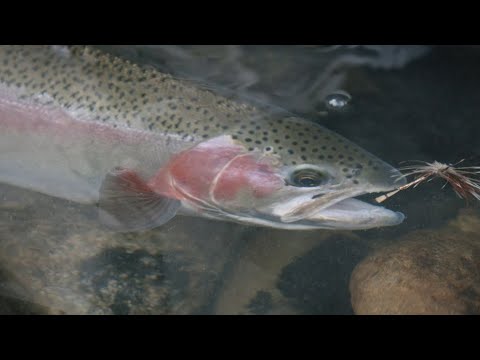 Fishing BC Presents: Fall Spey Fishing on the Columbia River