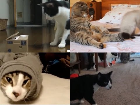 Ultimate Funny cats Compilation best moments