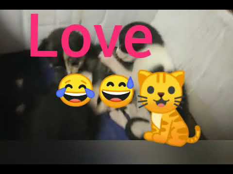 Cat lover's 🐈😍😍😍 😘😘😵Shahrukh Khan song