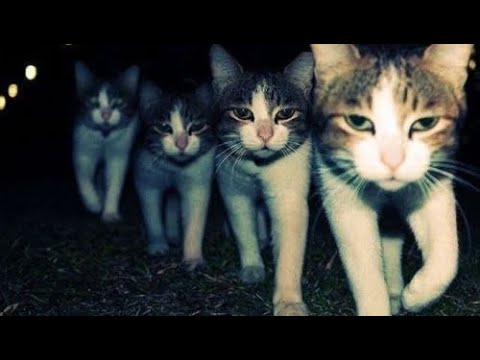 Kung Fu Junkie - Kayakata - Trippyboy - Dillanext - Luna977 Moments