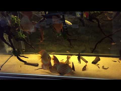 Watch Video on YouTube