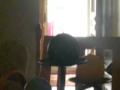 My Sister Makes A James Brown Fart