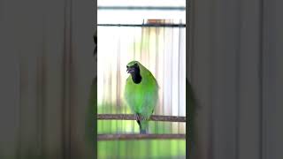 Download lagu CUCAK IJO GACOR ISIAN MEWAH - Pancingan Burung Cucak Ijo Muda & Macet Langsung EMOSI JAMTROK - 040 mp3 Download lagu CUCAK IJO GACOR ISIAN MEWAH - Pancingan Burung Cucak Ijo Muda & Macet Langsung EMOSI JAMTROK - 040 mp3