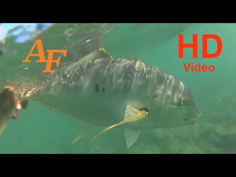 Fly Fishing Big Golden Trevally on Pink Thing