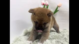豆柴の動画01