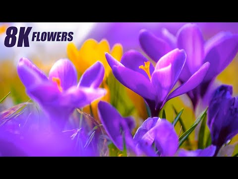 The Most Beautiful Flowers Collection 8K ULTRA HD |  Flower blooming timelapes