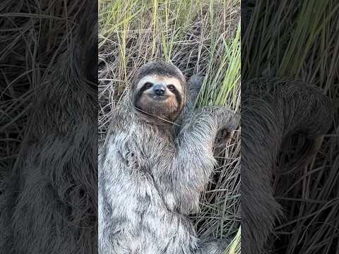 Sloth thanks his rescuer in the cutest way 🥹