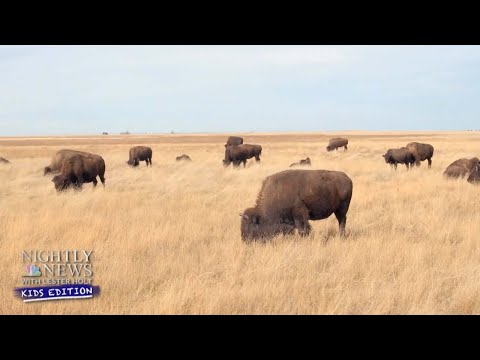 How Some Ranchers Are Saving The American Bison | Nightly News: Kids Edition
