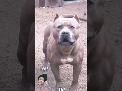 Most dengrious pitbul#americanbully #pitbullsofficial