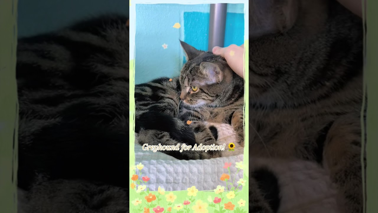 Enlarge Greyhound, a Adoptable Domestic Short Hair in Long Beach, NY video 5/5