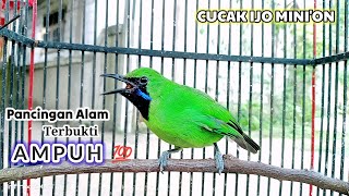 Download lagu PANCINGAN ALAM CUCAK IJO MINI 💯 TERBUKTI AMPUH BIKIN GACOR mp3