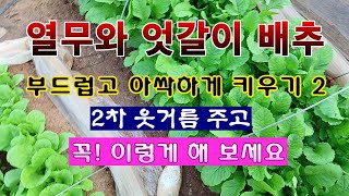 [텃밭농부 1,466]  열무랑 엇갈이배추 2차 웃거름 주고 부드럽고 아싹하게 키우는 방법 2. #열무재배 …