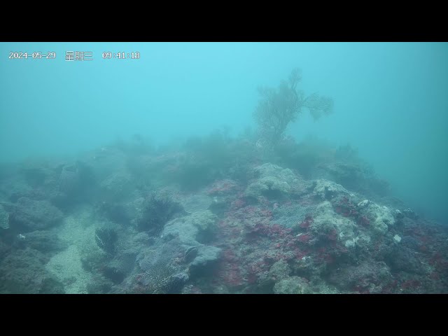 Chaojing Park Sea Fans
