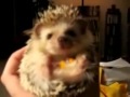 Baby hedgehog eats a carrot