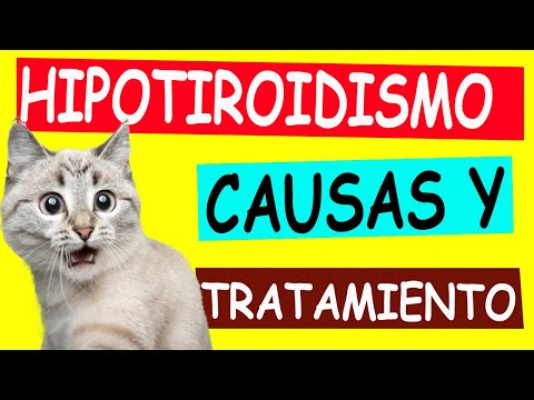 Hypothyroidism in Cats: What You Need to Know