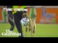 Mexican football match halted by pitch-invading dog that steals the ball